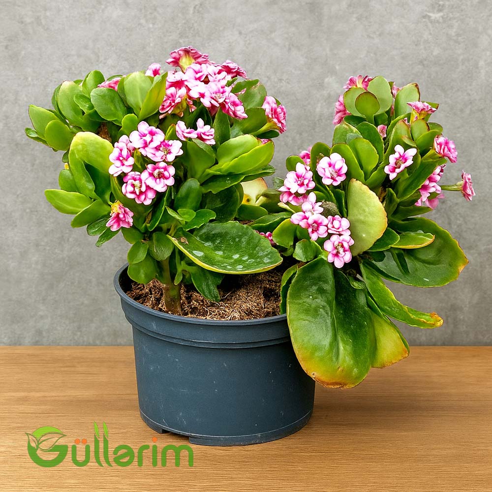 Kalanxoe blossfeldiana (Kalanxoe)