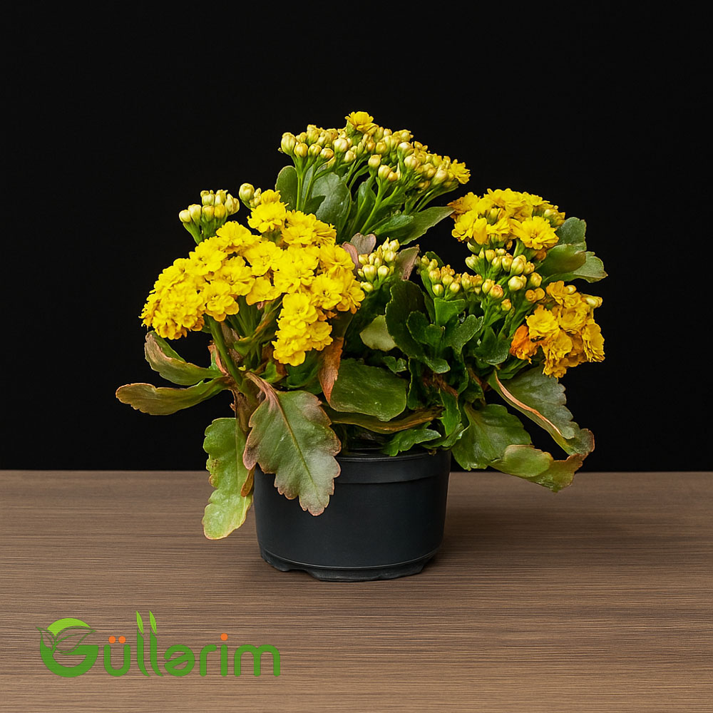Kalanxoe blossfeldiana (Kalanxoe)