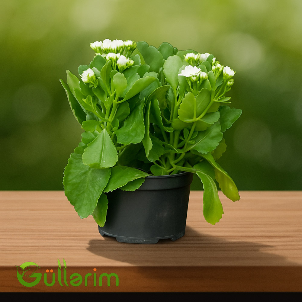 Kalanxoe blossfeldiana (Kalanxoe)