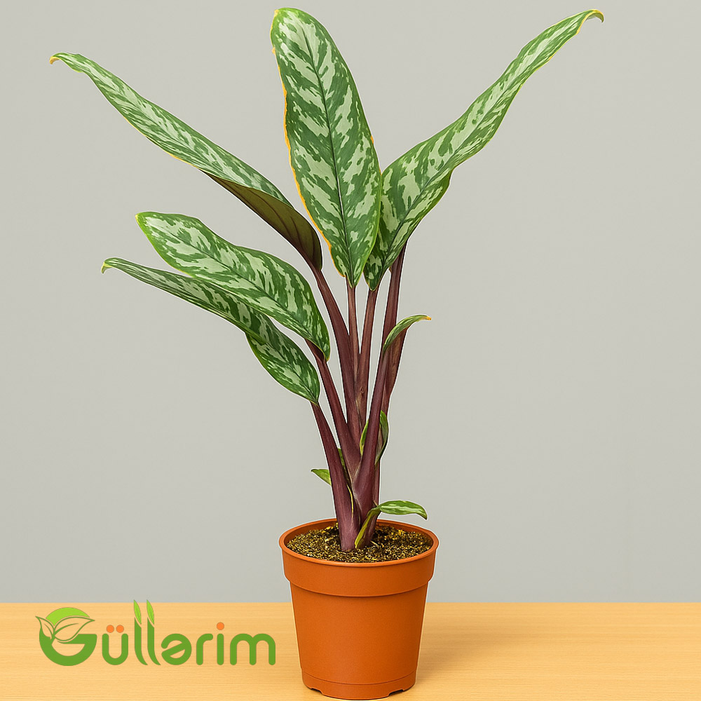 Aqlaonema (Chinese Evergreen)