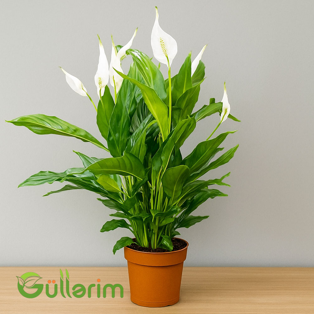 Spathiphyllum (Spatfelium)