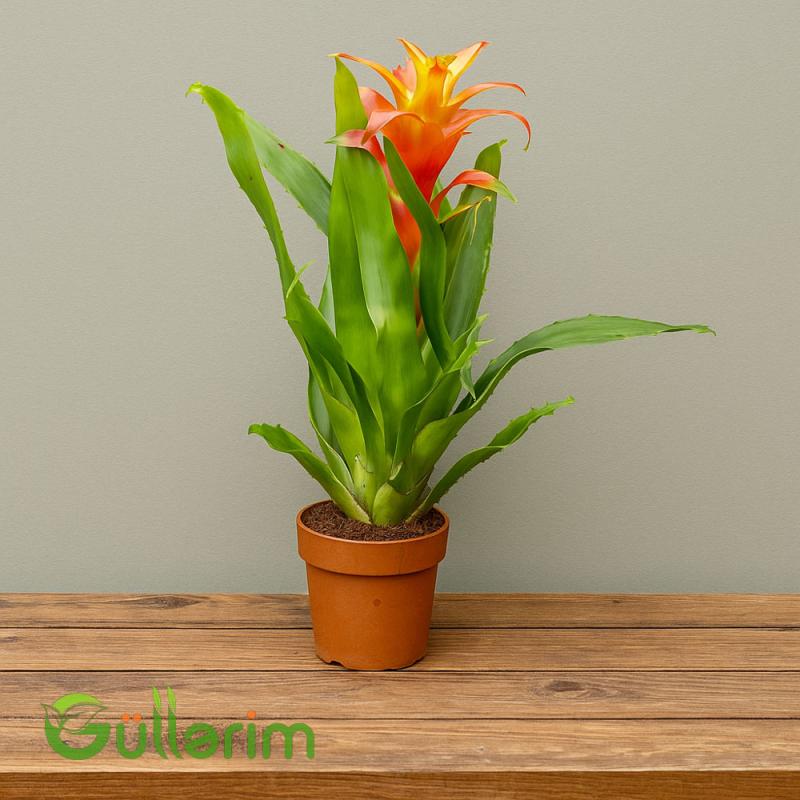 Guzmania
