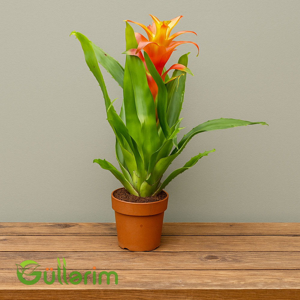 Guzmania