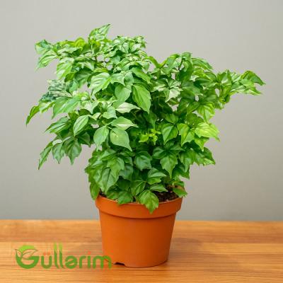 Radermachera sinica (Çin gəlincik bitkisi)