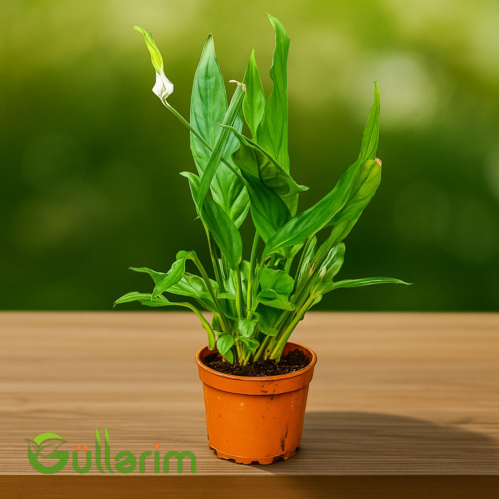 Spathiphyllum (Spatfelium)