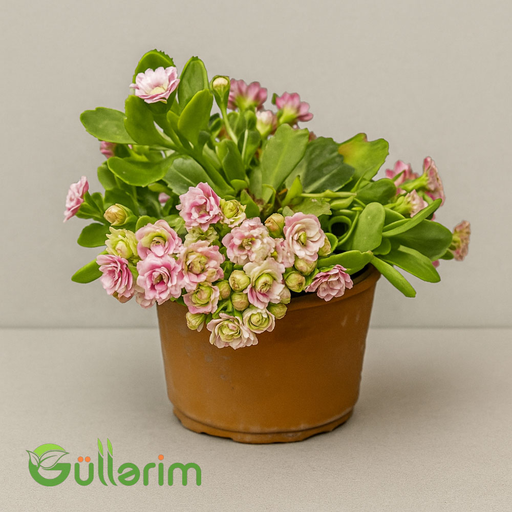 Kalanxoe (Kalanchoe blossfeldiana)