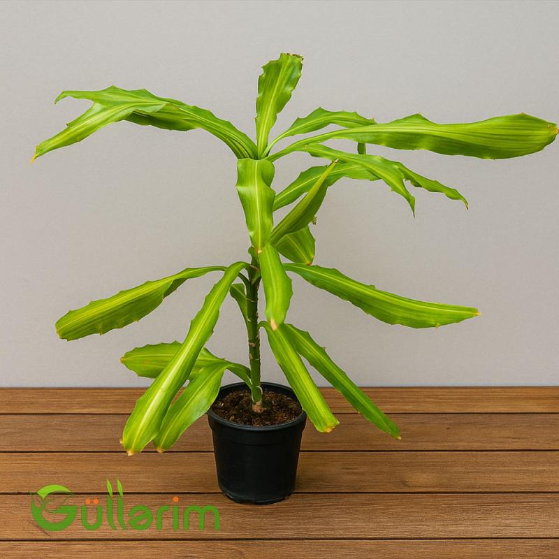 Dracaena fragrans (Ətirli drasena)
