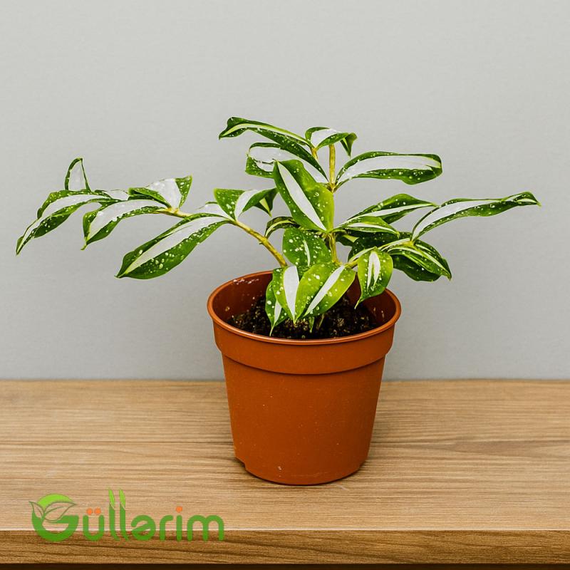 Dracaena Surculosa 'Milky Way