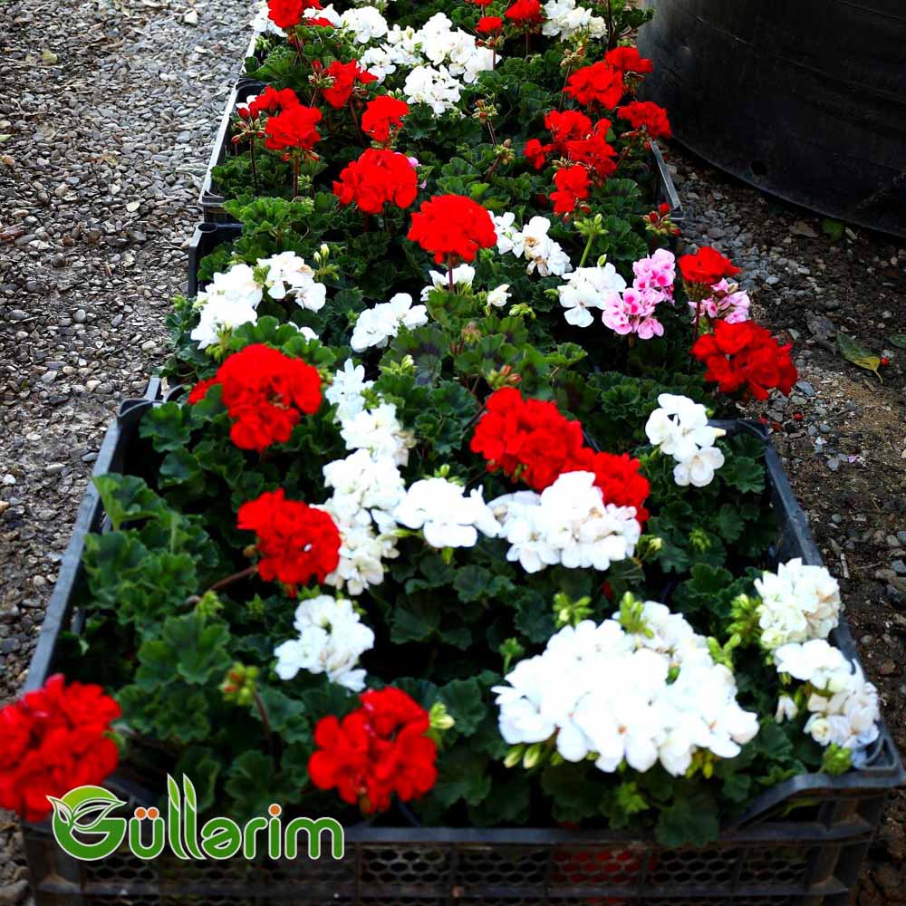 Sardunya (Pelargonium zonale)