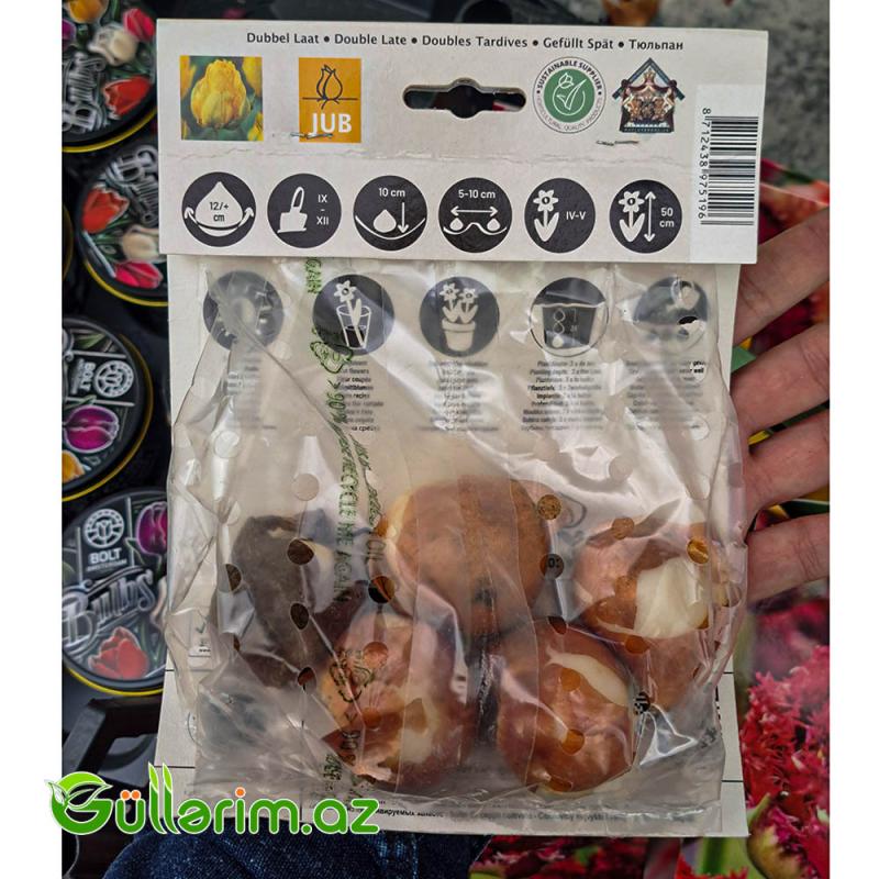 Tulpan Qatar (Tülpan)