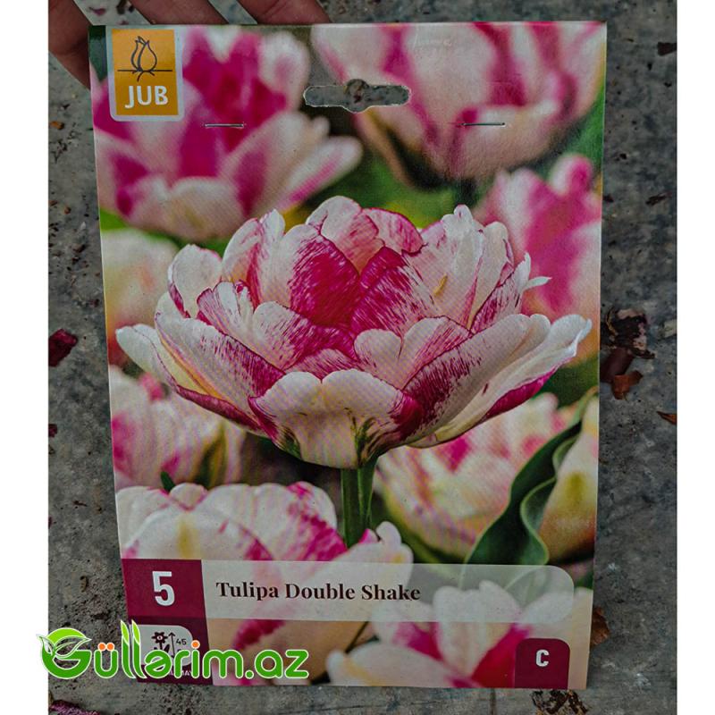 Tulpan ikiqat ləçəkli (Tülpan)