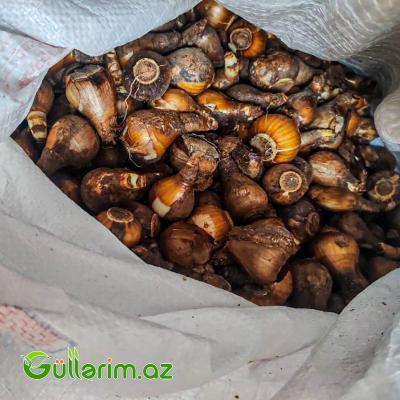 Nergiz sogan Dutch Master (Nərgiz)