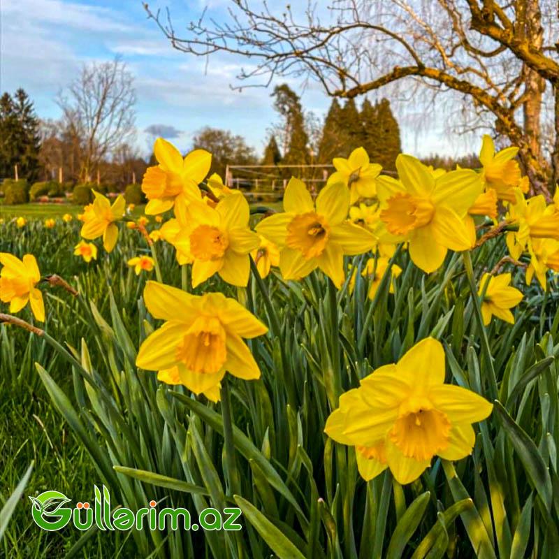 Nergiz sogan Dutch Master (Nərgiz)