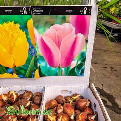 Tulpan qarışıq (Tülpan)