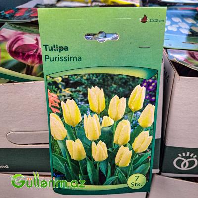 Tulpan Prussima