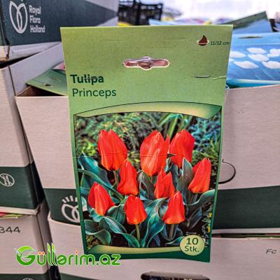 Tulpan Princeps (Tülpan)