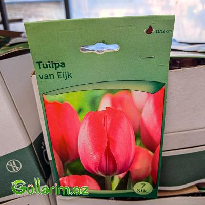Tulpan Van Eijk (Tülpan)