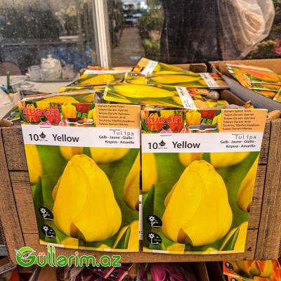 Tulpa sarı (Tülpan)