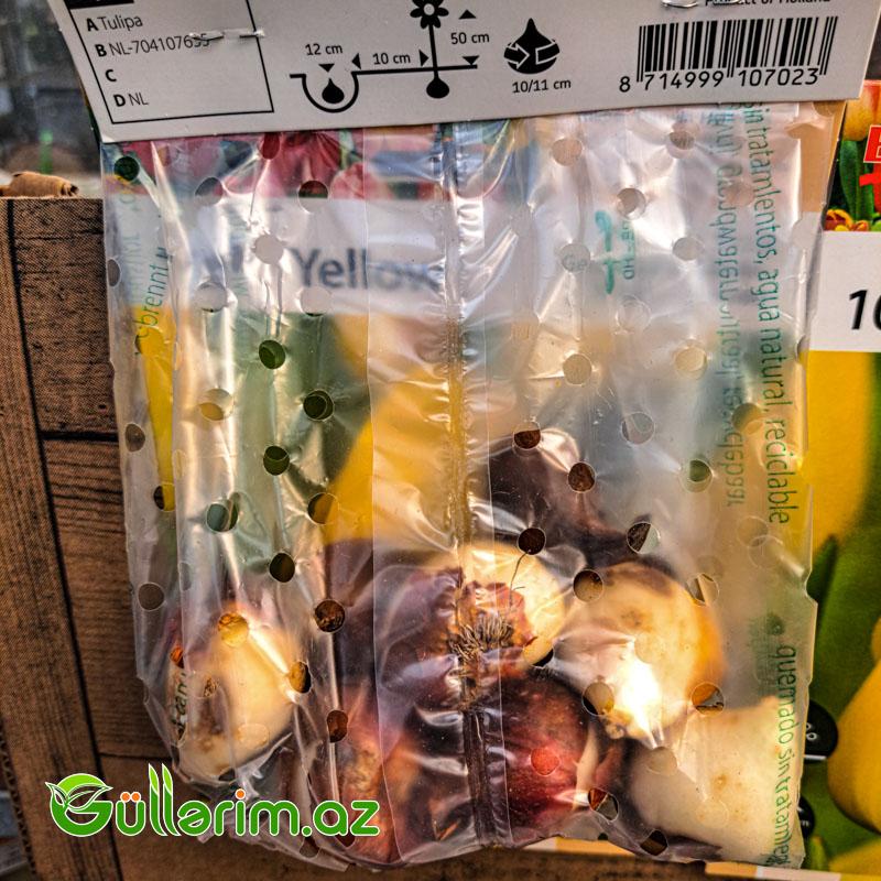 Tulpan qırmızı şahzadə (Tülpan)