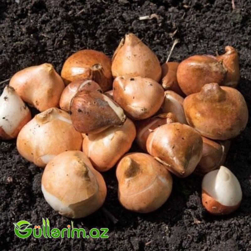 Tulpan Cairns (Tülpan)