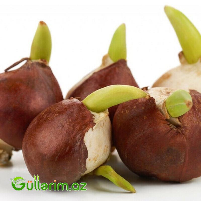 Tulpan Vanil Kup (Tülpan)