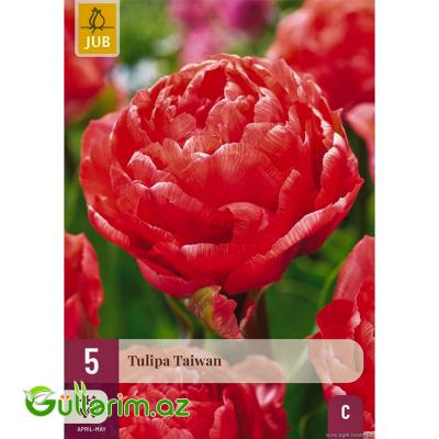 Tulpan Taivan (Tülpan)
