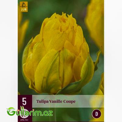 Tulpan Vanil Kup (Tülpan)