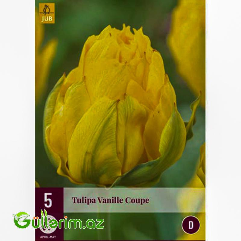 Tulpan Vanil Kup (Tülpan)
