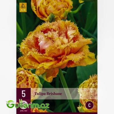Tulpan Brisbane(Tülpan)