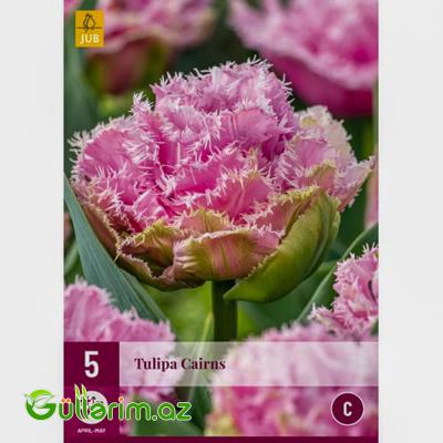 Tulpan Cairns (Tülpan)