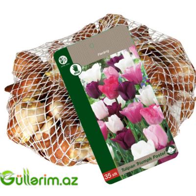 Triumf Tulpan Pastel (Tülpan)