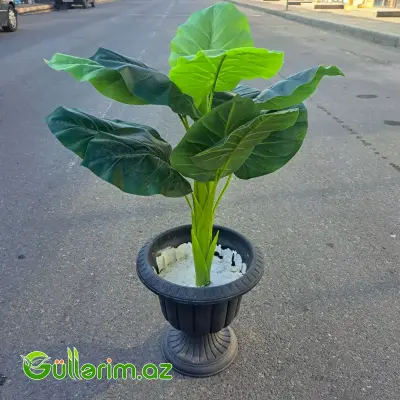 Alokaziya süni bitki