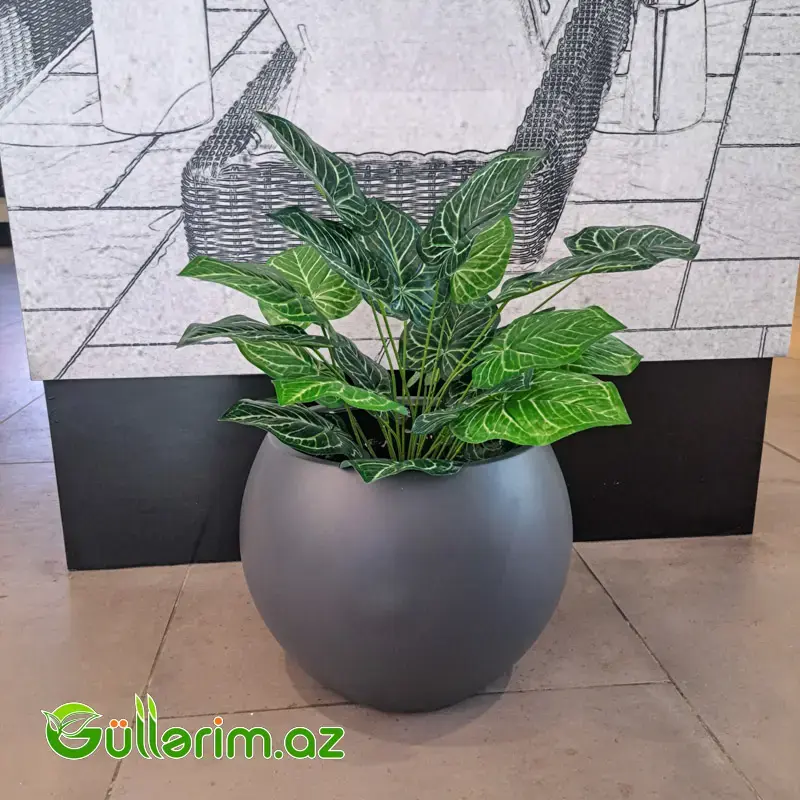 Süni Aqnolema bitki