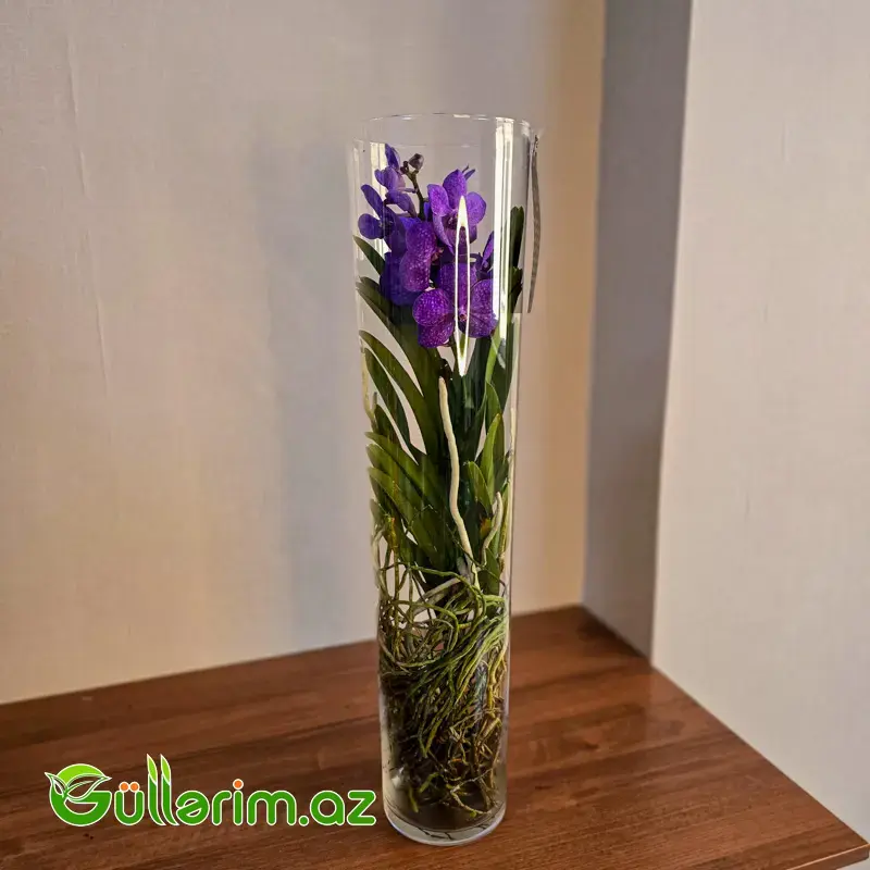 Vanda Orxideyası (Vanda Orchid)