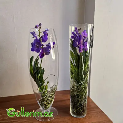 Vanda Orxideyası (Vanda Orchid)