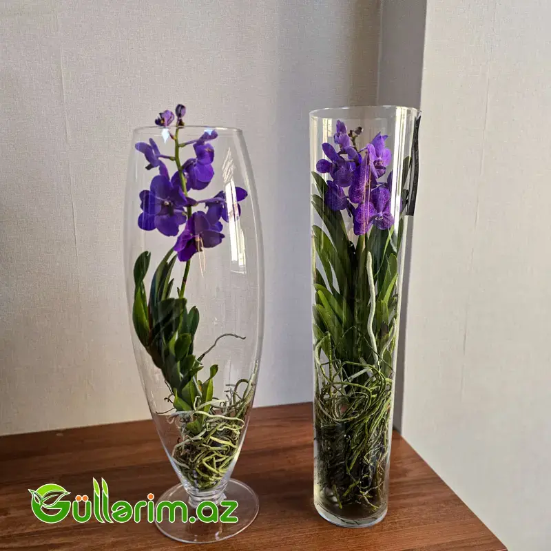 Vanda Orxideyası (Vanda Orchid)