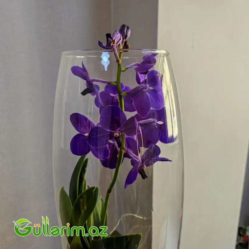 Vanda Orxideyası (Vanda Orchid)