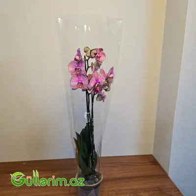 Rəngli alenopsis Orxideyası (Phalaenopsis Orchid)