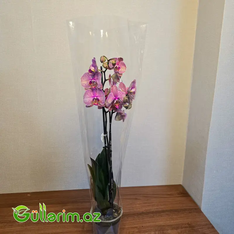Rəngli alenopsis Orxideyası (Phalaenopsis Orchid)
