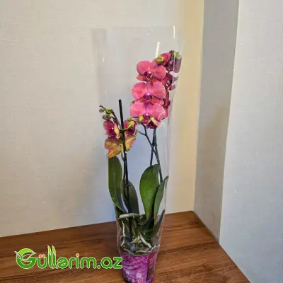 Rəngli alenopsis Orxideyası (Phalaenopsis Orchid)