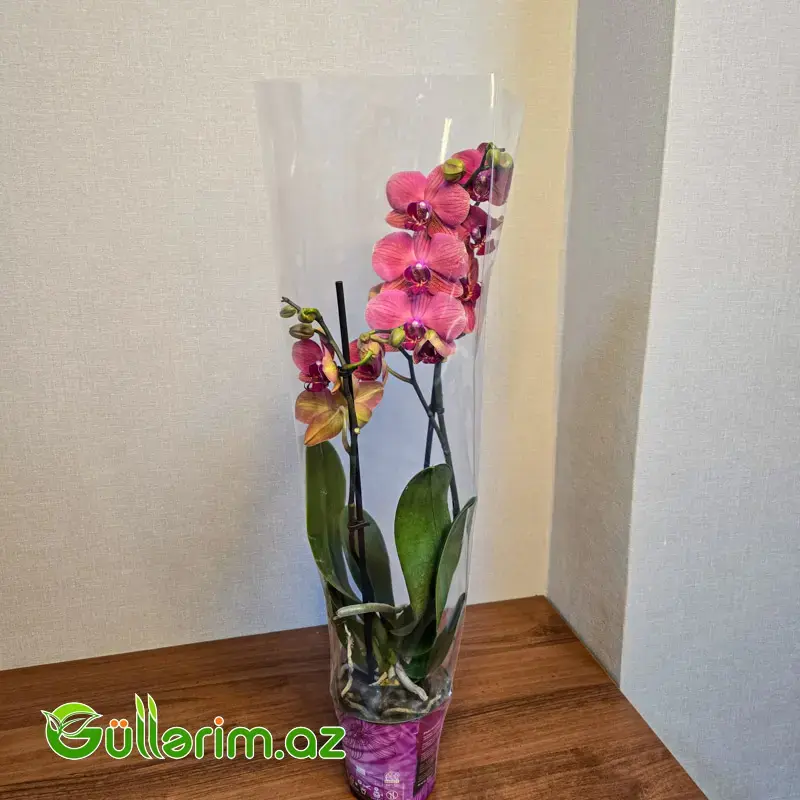 Rəngli alenopsis Orxideyası (Phalaenopsis Orchid)