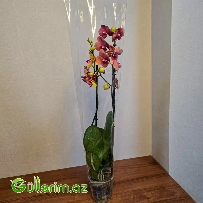 Rəngli alenopsis Orxideyası (Phalaenopsis Orchid)