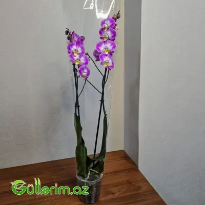 Rəngli alenopsis Orxideyası (Phalaenopsis Orchid)