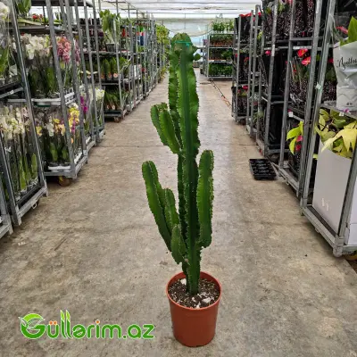 Eyforbiya Kaktusu / Sütunlu Südləyən (Euphorbia ingens)