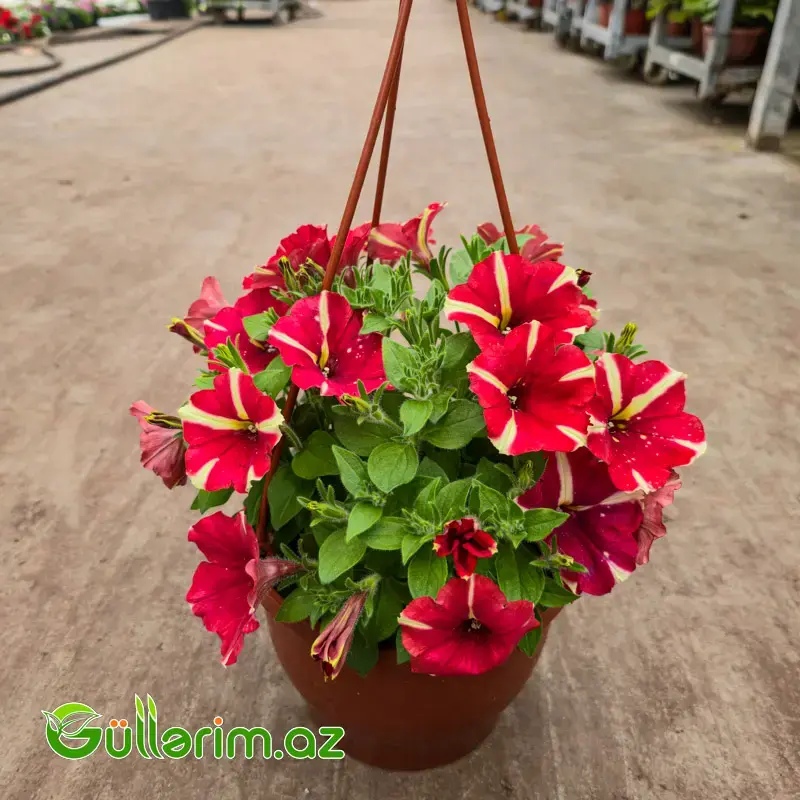 Asma Petuniya / Surfiniya (Petunia / Surfinia)