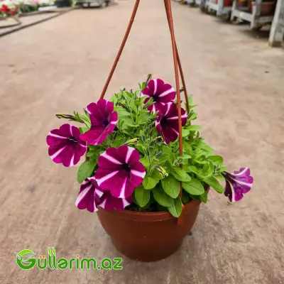 Asma Petuniya / Surfiniya (Petunia / Surfinia)