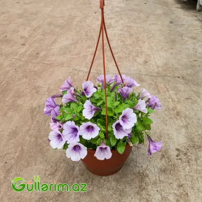 Asma Petuniya / Surfiniya (Petunia / Surfinia)