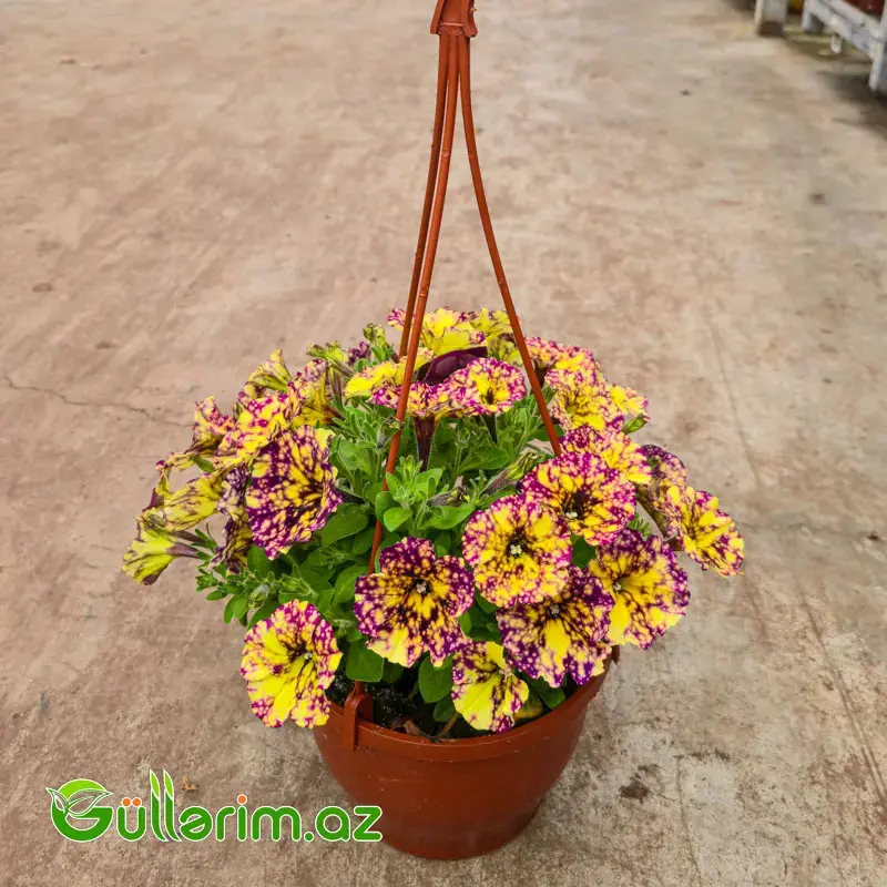 Asma Petuniya / Surfiniya (Petunia / Surfinia)