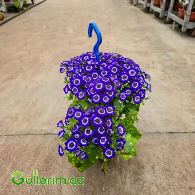 Sinerariya / Cinerariya (Pericallis x hybrida)