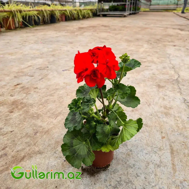 Sardiniya / Ətrişah (Pelargonium zonale)